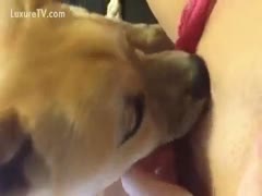 Cute pup munching on a hairless bawdy cleft